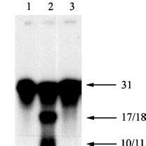 Incision Of Substrates S2 And S3 By Uvr A BC The 5 End Labeled DNA