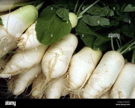 Botany Radish Raphanus Radish Raphanus Sativus Tubers Root