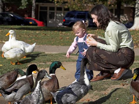 Can Ducks Eat Porridge Oats Find Out Here All Animals Guide