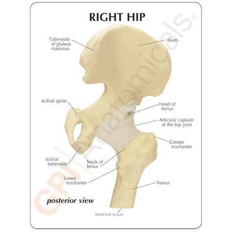 Hip Joint Model Labeled