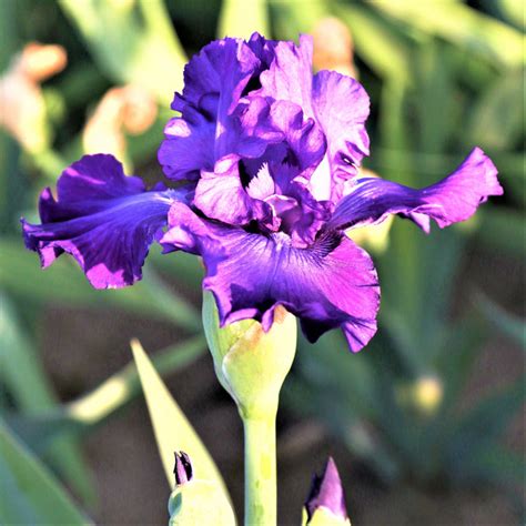 Reblooming Bearded Iris Bulbs for Sale | Large Iris Rhizomes – Easy To ...