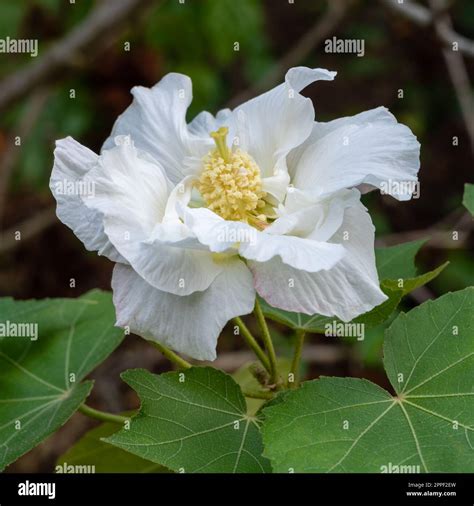 Closeup View Of Bright White Hibiscus Mutabilis Flower Aka Confederate