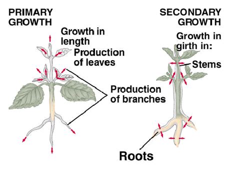 Secondary Growth In Plants Plant Ideas