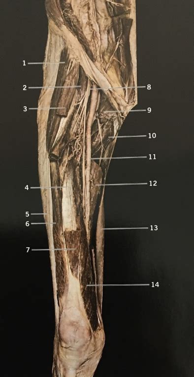 Anterior View Of Intermediate Thigh Muscles Diagram Quizlet