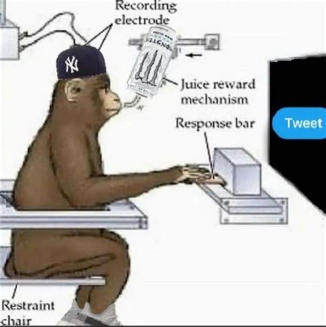 the average twitter user | Stimulus Screen / Juice Reward Mechanism Monkey | Know Your Meme