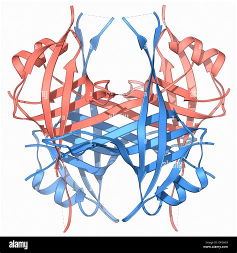 Single Stranded Binding Protein