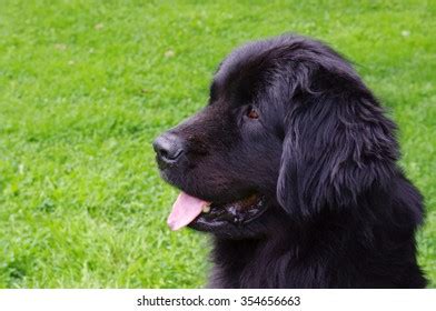 48 Newfoundland Dog Size Images, Stock Photos, and Vectors | Shutterstock