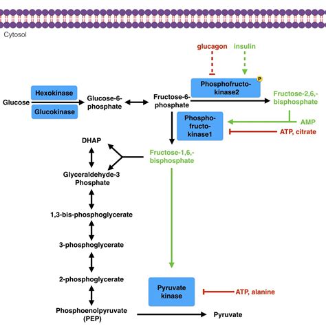 Glycolysis Biochemistry Medbullets Step 1