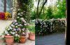 Best Balcony Privacy Plants: 12 Beautiful Ideas to Create a Private ...