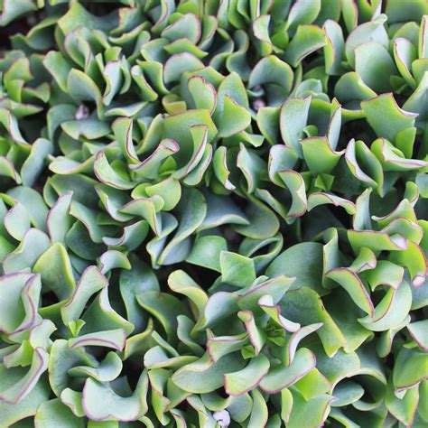 Crassula Blue Wave Rare Starting A Garden Blue Succulents Plants