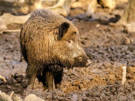 Welche Ger Usche Machen Wildschweine Waldpedia De