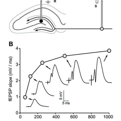 A Schematic Diagram Of The Placement Of Electrodes In Experiment 1 A Download Scientific