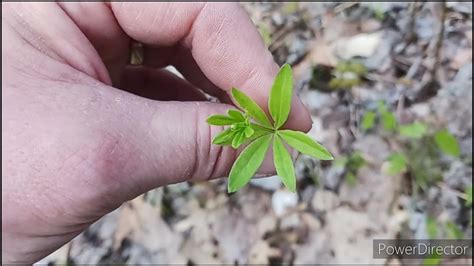 White Morel Season Progression Michiganmorels Youtube