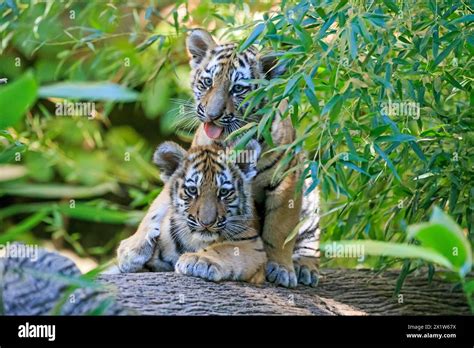 Two Tiger Cubs Playing On A Tree Trunk And One Looking Curiously