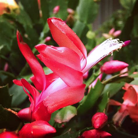 Christmas Cactus Saturday - Cactus Jungle