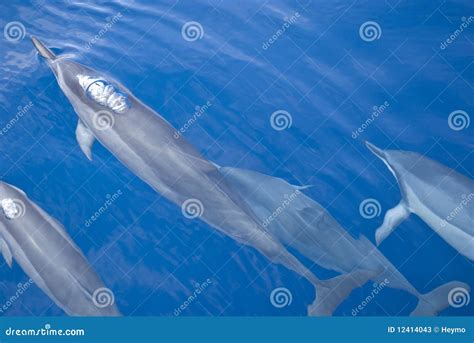 Group Of Dolphins Stock Image Image Of Ocean Outdoor