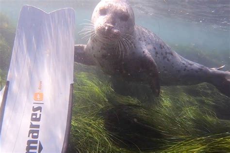 La Jolla Snorkeling 7 Helpful Tips Scuba Diver Girls