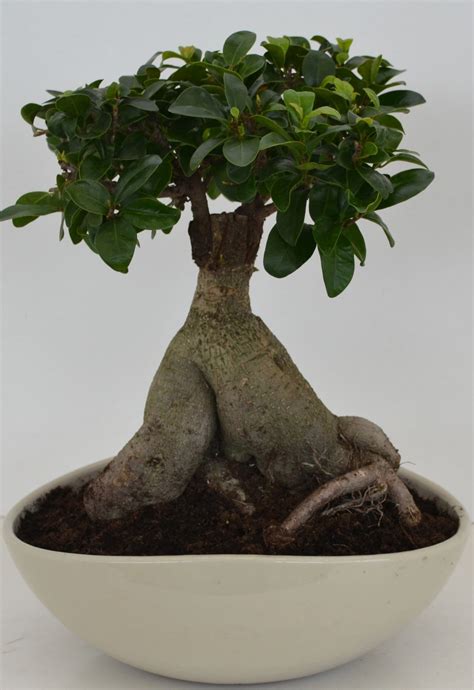 Bonsai In Keramikschale Topf Ca Cm Ficus Kaufen Bei Obi