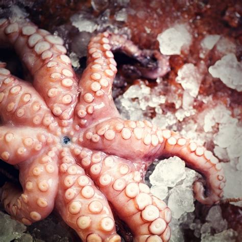 Pulpo Crudo Fresco Sobre Fondo Oscuro Marr N Hielo Vista Superior