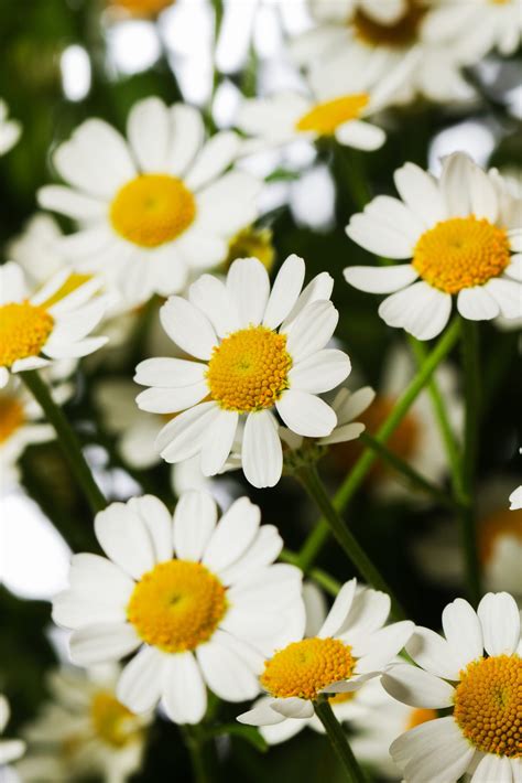 Tanacetum Parthenium Tanacetum Parthenium Cameron Evanthia