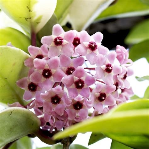 Fiore Di Cera Hoya Coltivazione E Cura Della Pianta Undergreen It