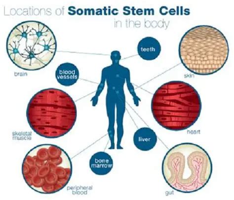 Difference Between Somatic Cells And Gametes