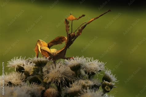 Extatosoma Tiaratum Commonly Known As The Spiny Leaf Insect The Giant