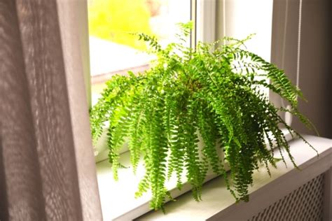 Plantes Qui Absorbent L Humidit Naturellement Dans Toute La Maison