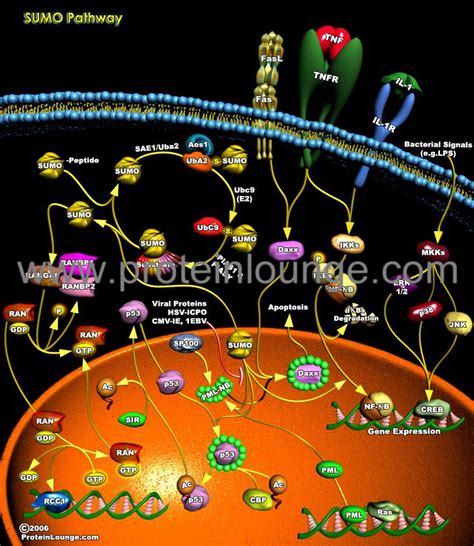 Biological Databases And Tools Sumo Pathway Protein Lounge