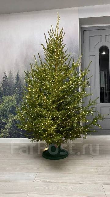 Ель живая на Новый год, в наличии. Цена: 3 000₽ во Владивостоке