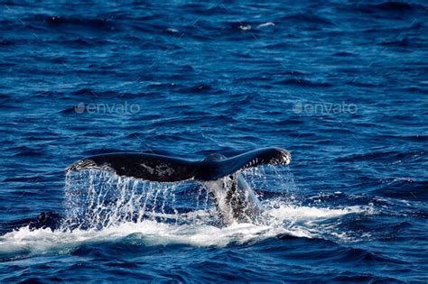 Behavior of Humpback whale. Stock Photo by nualaimages | PhotoDune