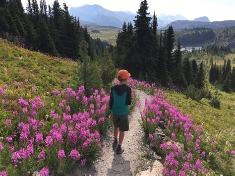 Family Adventures in the Canadian Rockies: Sunshine Village in Summer ...