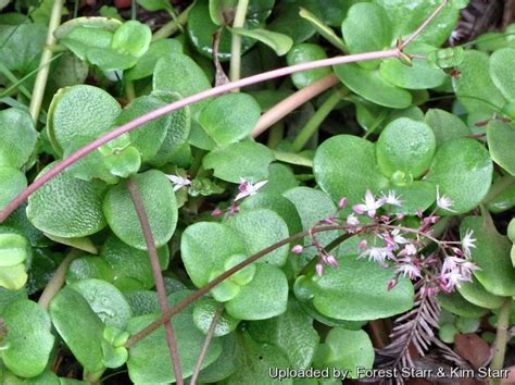 Crassula Multicava The Garden Hows