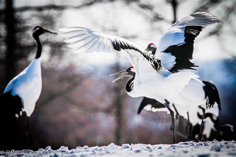 China National Bird Debate | Global Sojourns Photography