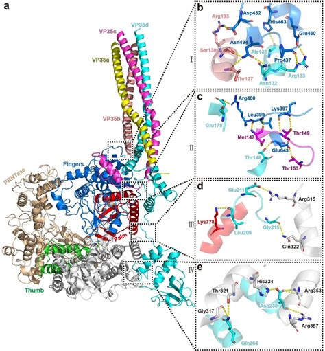 Nature：高福施一团队首次解析埃博拉病毒聚合酶结构 Medscicn