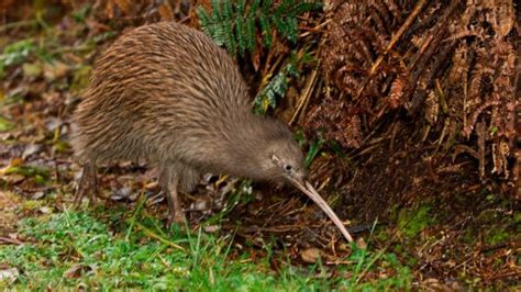 Descubre 5 Especies De Aves Que No Pueden Volar