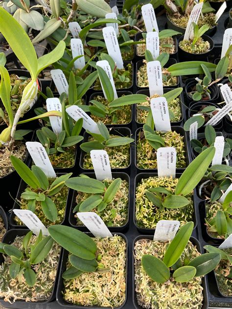 Cattleya Maxima Alba X Coerulea X Self Orchidweb