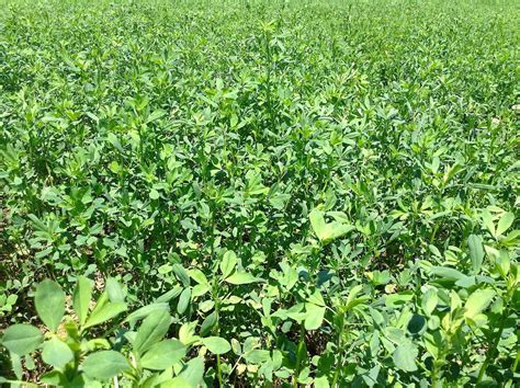 All About Alfalfa | Your Horse Barn