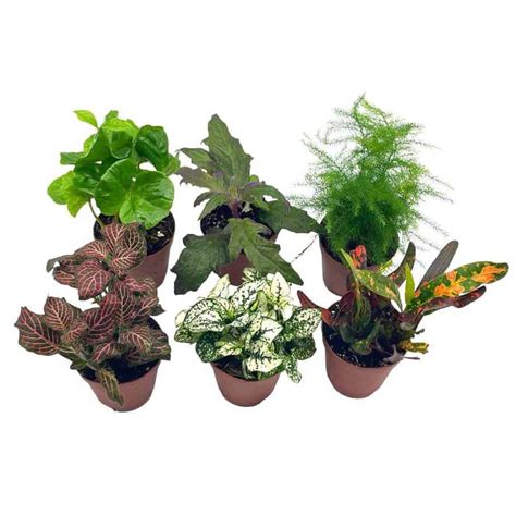 Buy Now | Best Outdoor Plants | Plantly