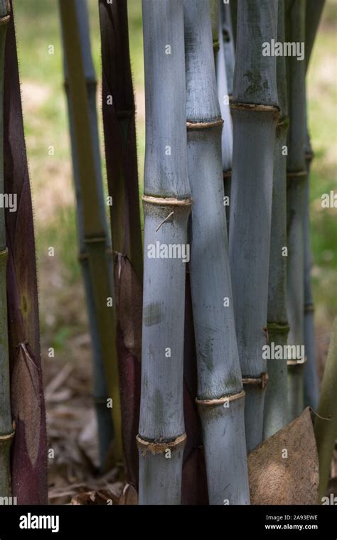 Blaue Bambushalme Stockfotos Und Bilder Kaufen Alamy