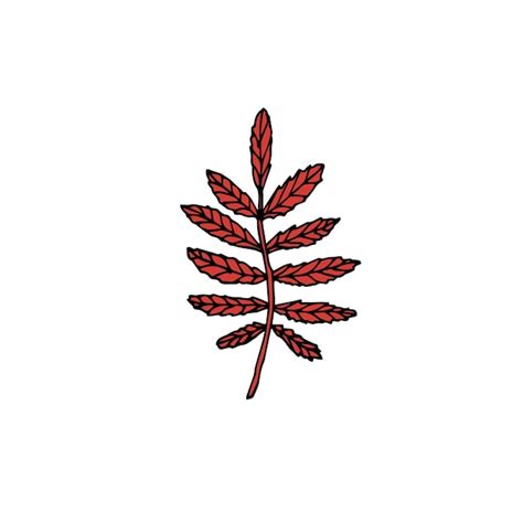 Premium Vector Vector Hand Drawn Doodle Sketch Colored Rowan Leaf