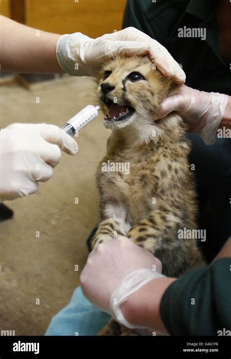 Baby Cheetahs At Chester Zoo Stock Photo Alamy