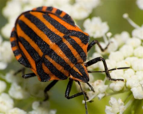 Graphosoma Lineatum Red Black Striped Stink Bug Stock Photo Image