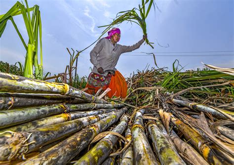 Govt Hikes Sugarcane Price By Rs 10 To Rs 315 Per Quintal For 2023 24