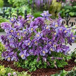 Earlybird Purple Blue Columbine Vanstone Nurseries