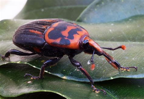 The Red Palm Weevil Rhynchophorus Ferrugineus Is A Species Of Snout