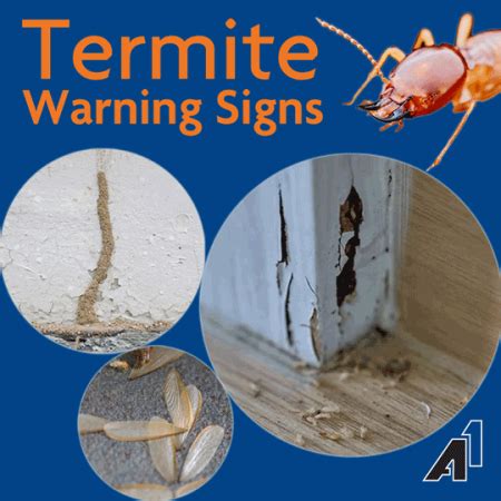 Signs Of Termite Activity A Exterminators