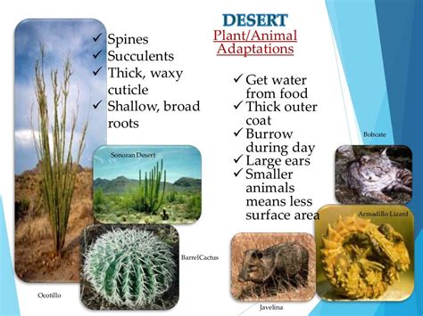 Terrestrial Biomes