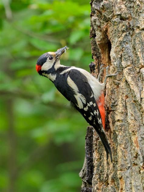 Great Spotted Woodpecker Eurasian Magpie Spotted Woodpecker