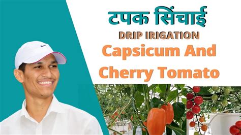 How To Grow Capsicum And Cherry Tomatoes In Polyhouse Govind Bhalerao